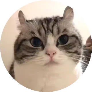😺