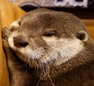 💤