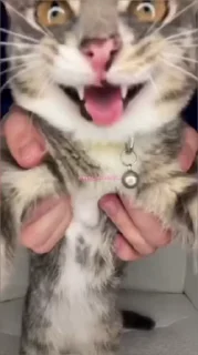 😡