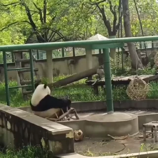 🐼