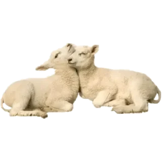 🐑