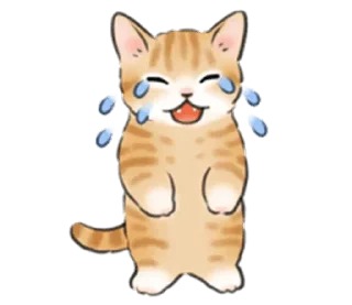 😿