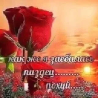 🌹