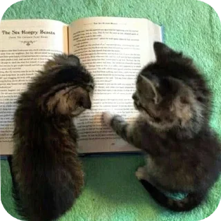 🐱