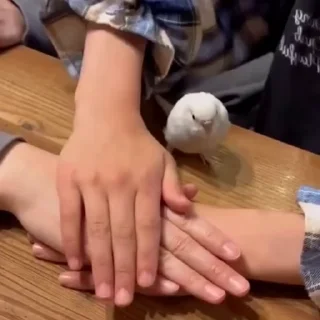 🦜