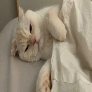 😪