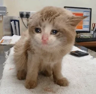 🥺
