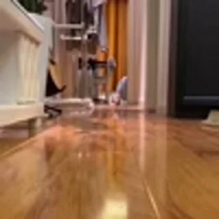 🐈‍⬛