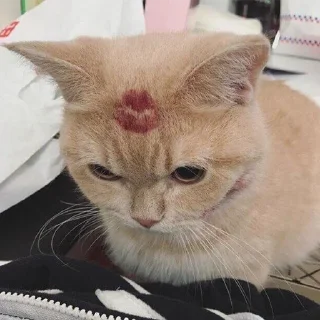 🐈