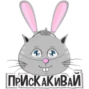 🐰