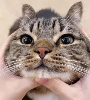 🌟