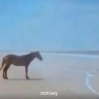 🐴