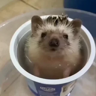 🦔