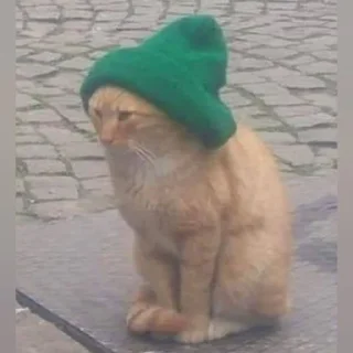 🐈