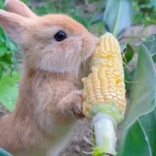 🤩