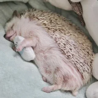🦔