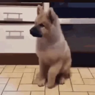 🐶