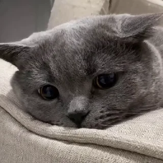 🤩