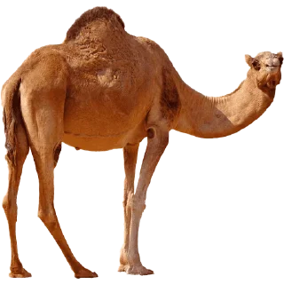 🐪