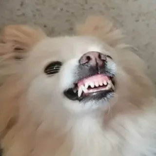 😡