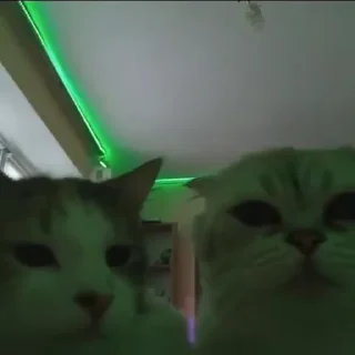 🌟