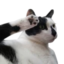 🐱