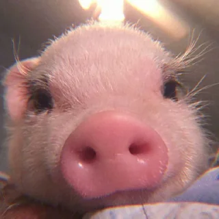 🐽