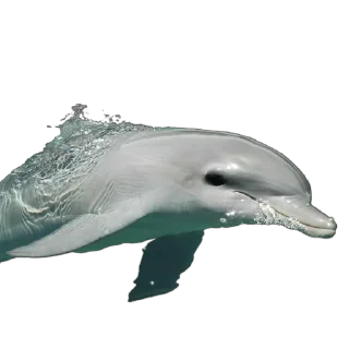 🐬