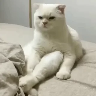 🧶