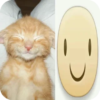 🐱
