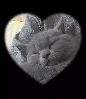 🐰