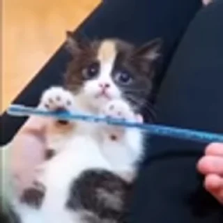 🐈‍⬛