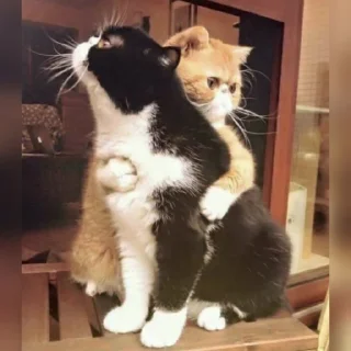 🐈