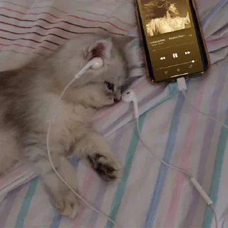 🐈