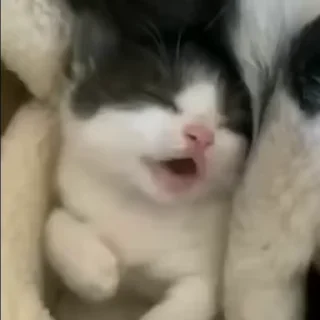 🌟