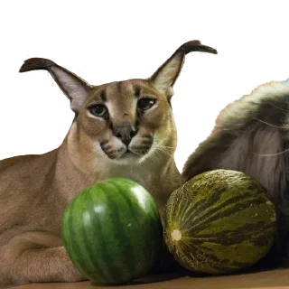 🍉