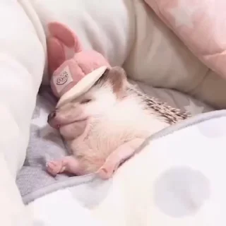 💤