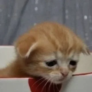 🧁
