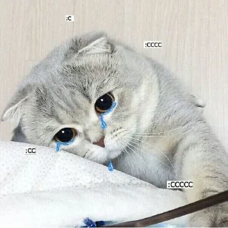 😭