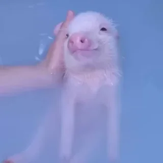 🤩