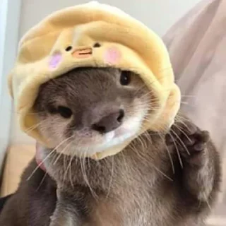 🦆