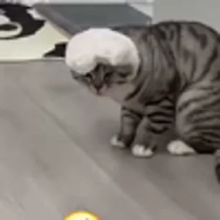🐈‍⬛