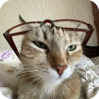 🤓