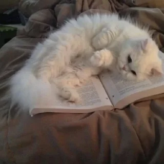 🐈