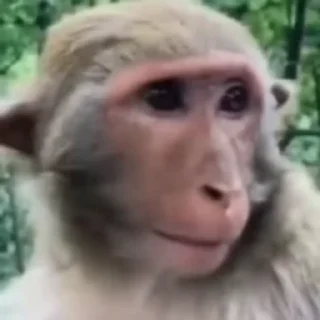 🐒