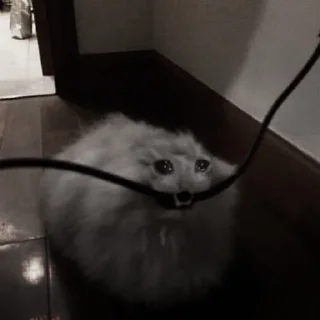 🐈‍⬛