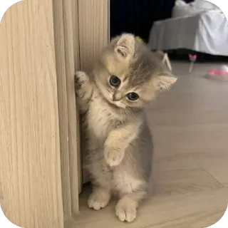 🐱