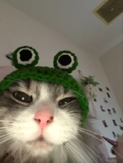 🐱