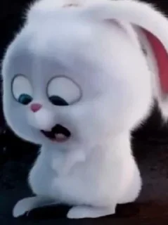 🐰
