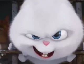 🐰